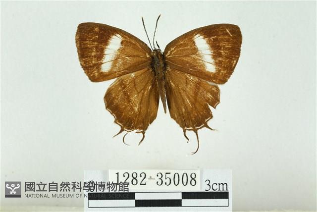 拉拉山鑽灰蝶藏品圖，第1張