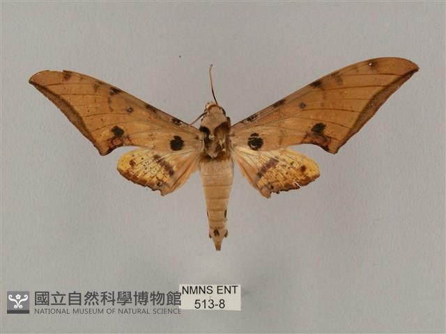 裂斑鷹翅天蛾藏品圖，第1張