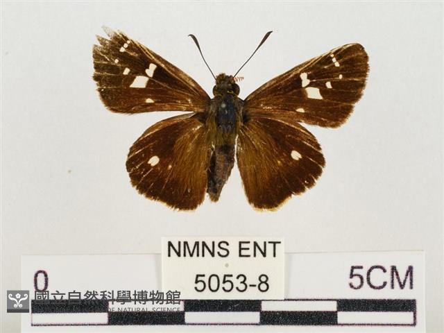 碎紋孔弄蝶藏品圖，第1張