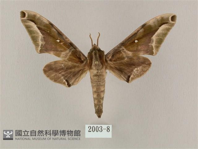 白點天蛾 藏品圖，第1張