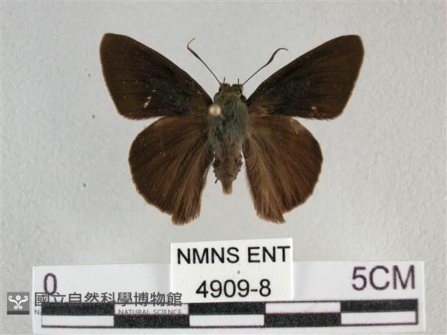 圓翅絨弄蝶藏品圖，第1張