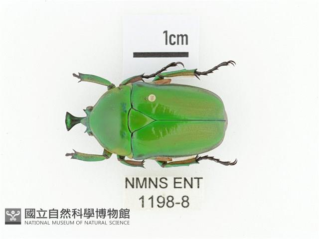 臺灣扇角金龜藏品圖，第1張