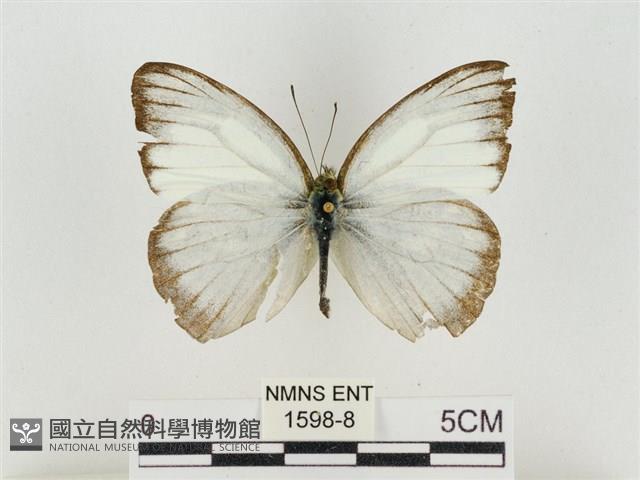 淡褐脈粉蝶藏品圖，第1張