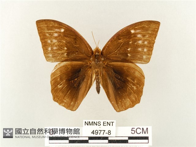 方環蝶藏品圖，第1張