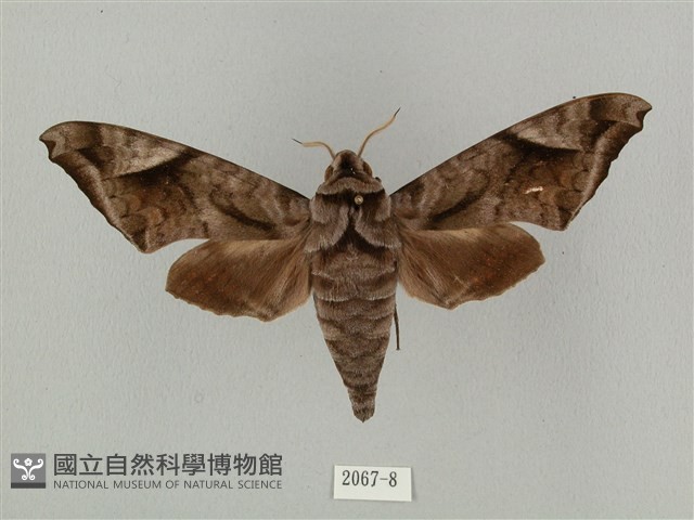 全緣缺角天蛾藏品圖，第1張