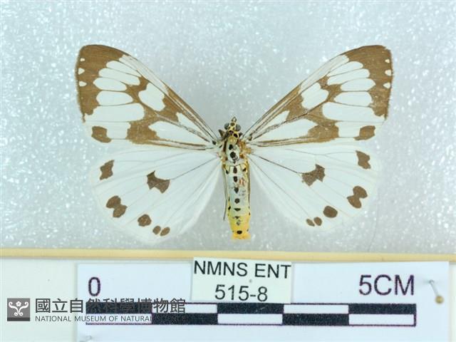 粉蝶燈蛾藏品圖，第1張