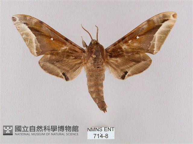 白點天蛾 藏品圖，第1張