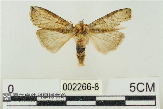 帶波紋蛾藏品圖，第1張