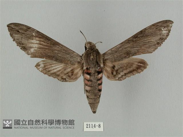 蝦殼天蛾藏品圖，第1張