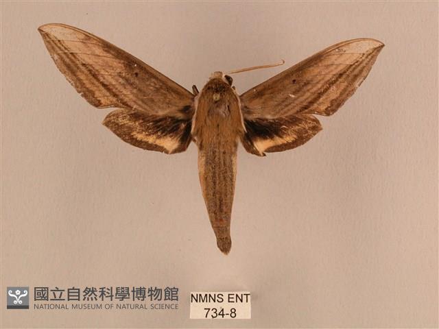 背線天蛾藏品圖，第1張