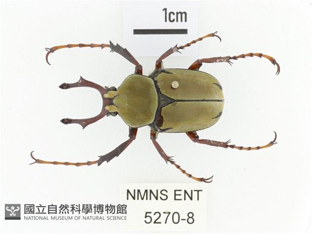 臺灣角金龜藏品圖，第1張
