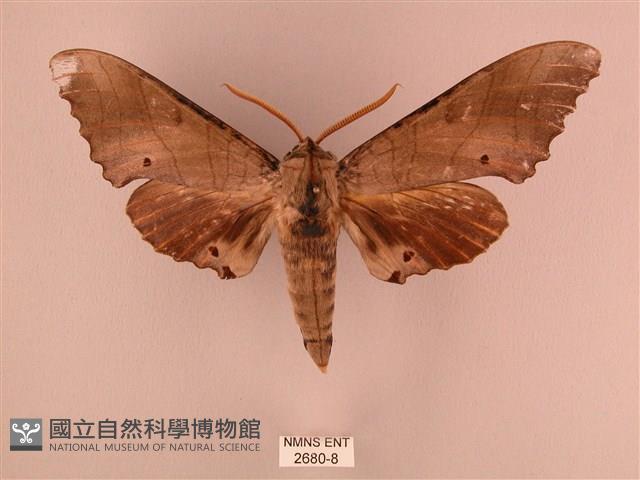 栗六點天蛾藏品圖，第1張