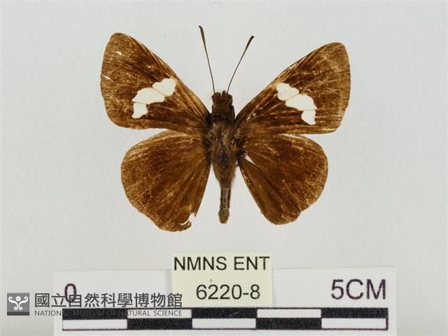 連紋袖弄蝶臺灣亞種藏品圖，第1張