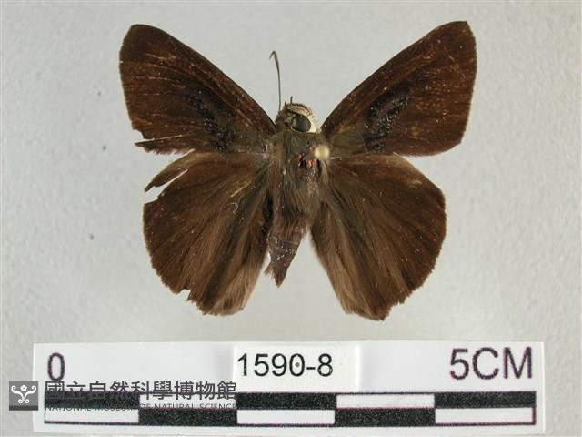 圓翅絨弄蝶藏品圖，第1張