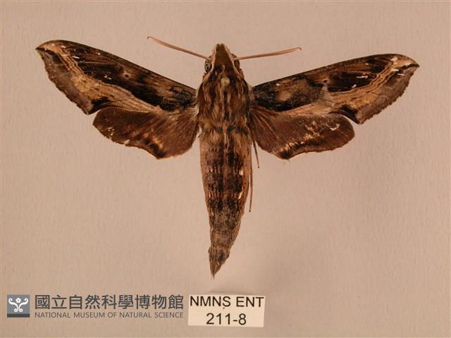 斜線天蛾藏品圖，第1張