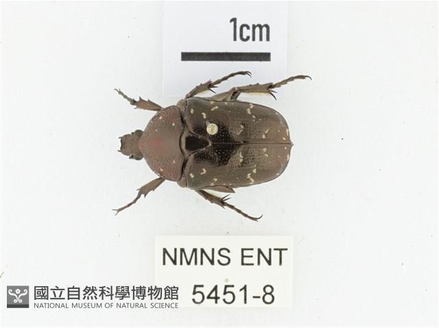 東方白點花金龜藏品圖，第1張