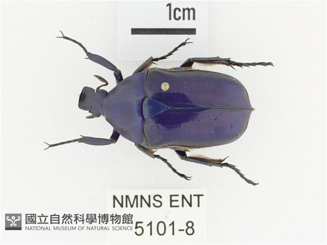 細腳騷金龜藏品圖，第1張