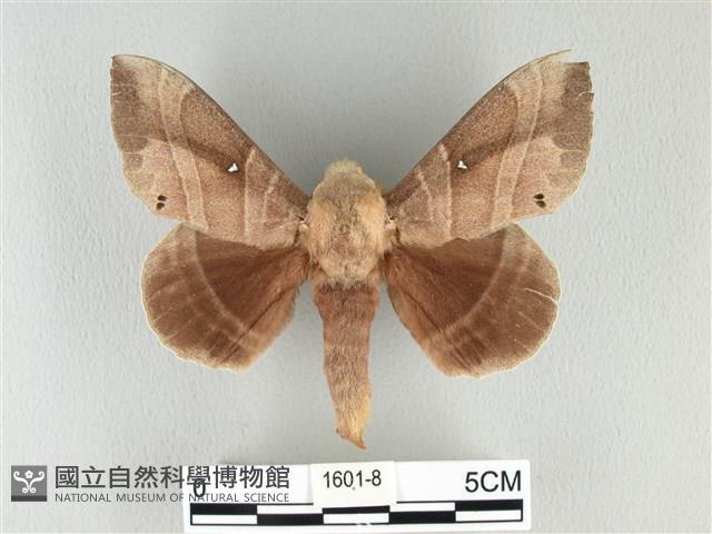 松大毛蟲藏品圖，第1張