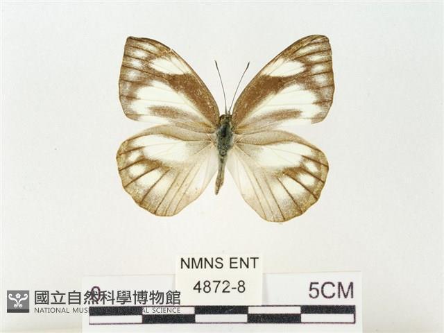 鑲邊尖粉蝶藏品圖，第1張