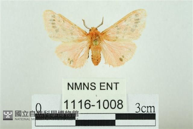 三條橙燈蛾藏品圖，第1張