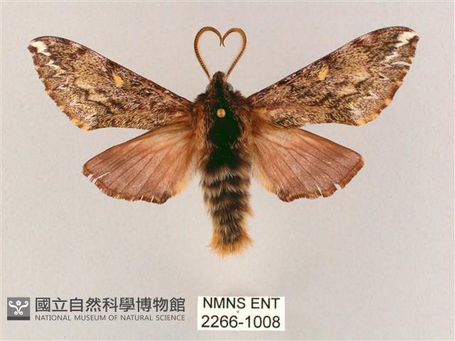 井上氏絨毛天蛾藏品圖，第1張