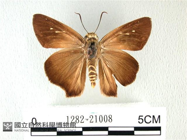 長翅弄蝶藏品圖，第1張