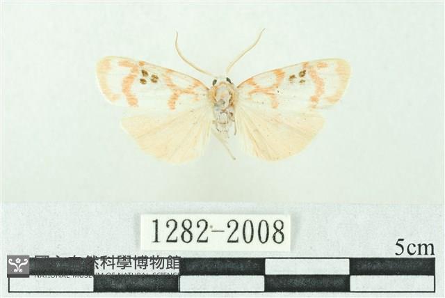 臺雪苔蛾藏品圖，第1張