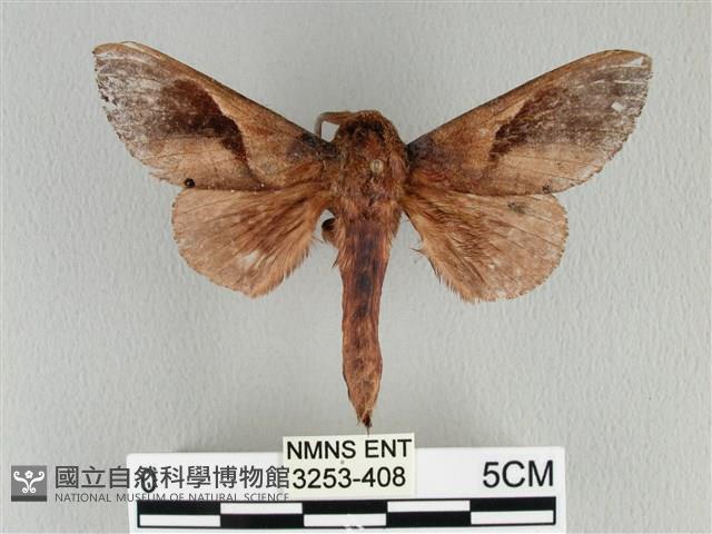 大褐斑枯葉蛾藏品圖，第1張