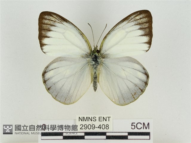 淡褐脈粉蝶藏品圖，第1張
