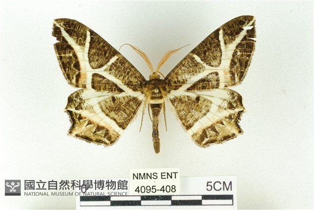 樹形尺蛾藏品圖，第1張