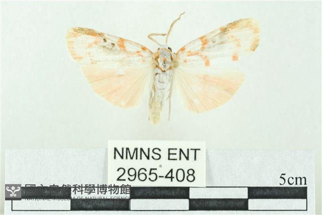 臺雪苔蛾藏品圖，第1張