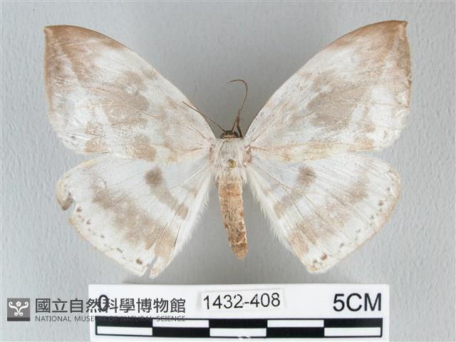圓翅大鉤蛾藏品圖，第1張
