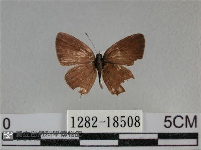 黑星灰蝶藏品圖，第1張