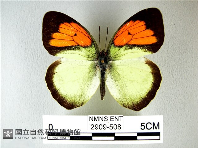 異粉蝶、雌白黃蝶藏品圖，第1張