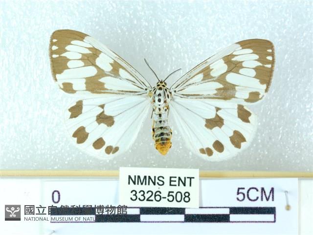 粉蝶燈蛾藏品圖，第1張