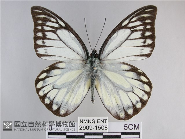 鋸粉蝶藏品圖，第1張