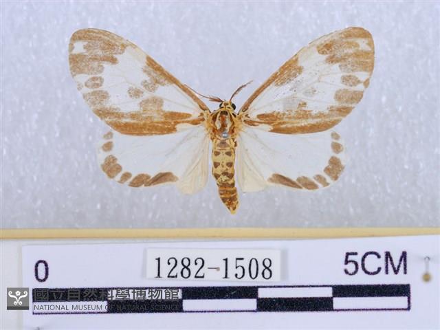 後凸蝶燈蛾藏品圖，第1張