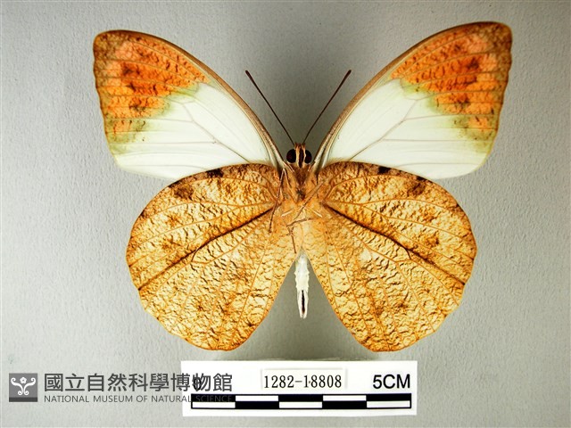 橙端粉蝶、端紅蝶藏品圖，第1張