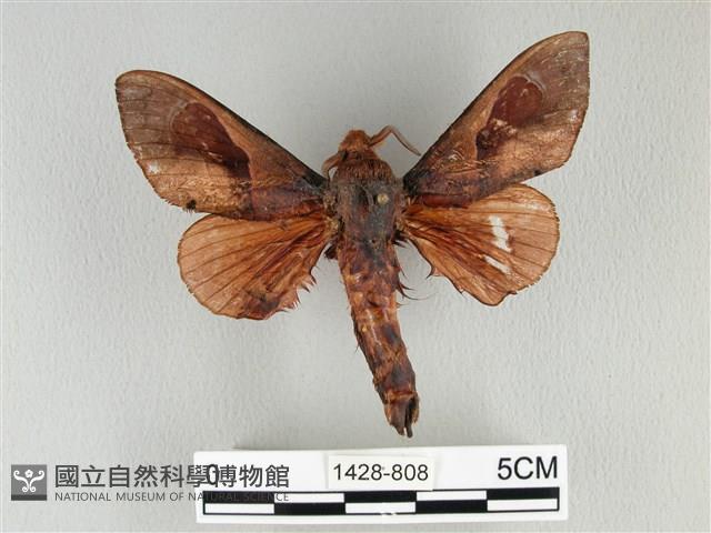 大褐斑枯葉蛾藏品圖，第1張