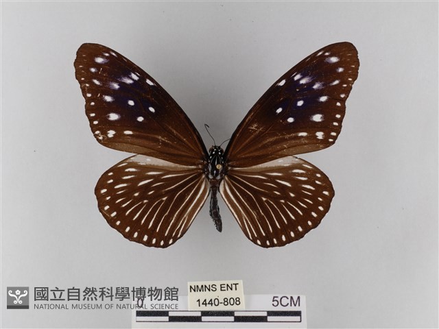 異紋紫斑蝶藏品圖，第1張