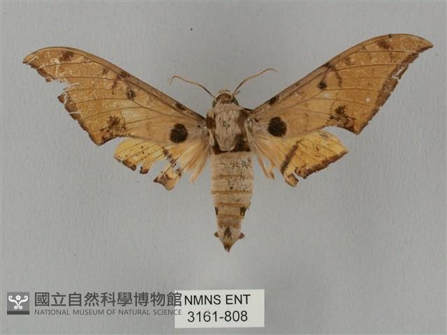 裂斑鷹翅天蛾藏品圖，第1張