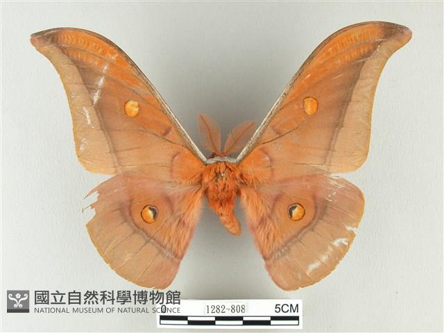 紅目天蠶蛾藏品圖，第1張