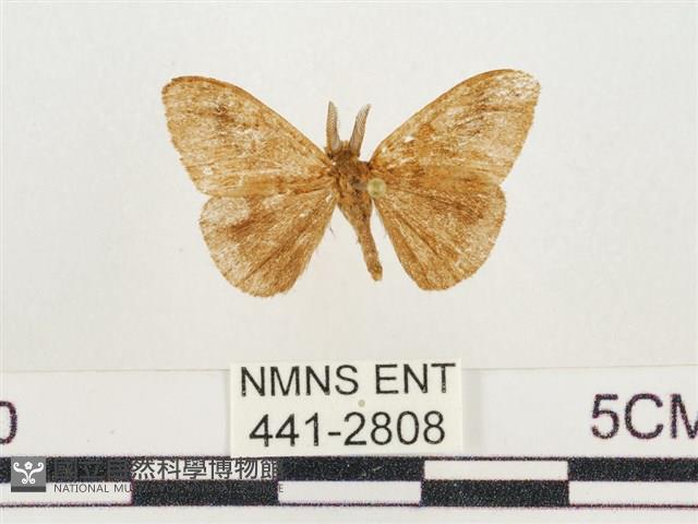 小白紋毒蛾藏品圖，第1張