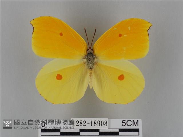 圓翅鉤粉蝶藏品圖，第1張