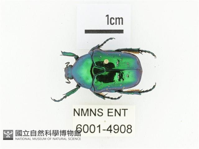 藍艷白點花金龜藏品圖，第1張