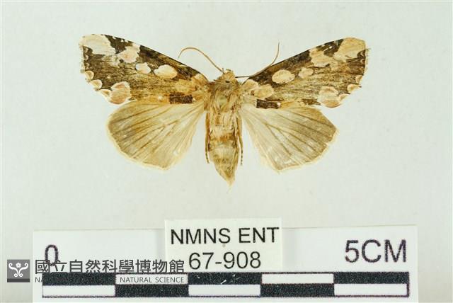 連珠波紋蛾藏品圖，第1張