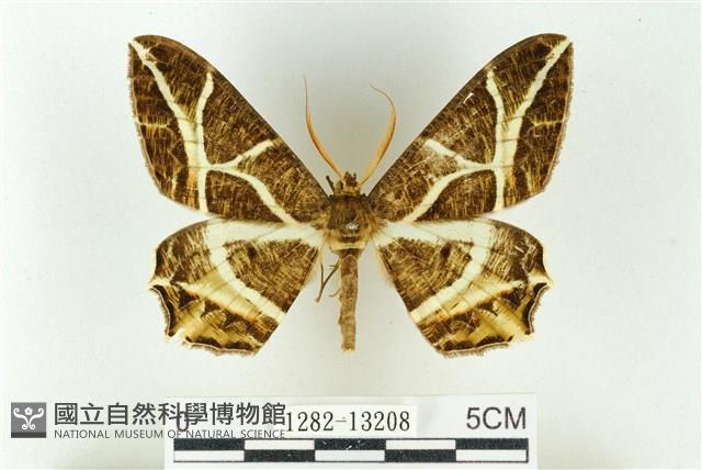 樹形尺蛾藏品圖，第1張