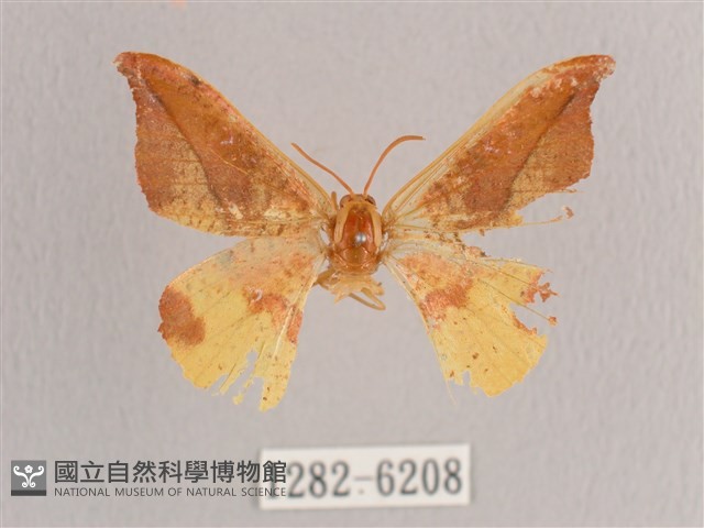 銀端帶鉤蛾藏品圖，第1張