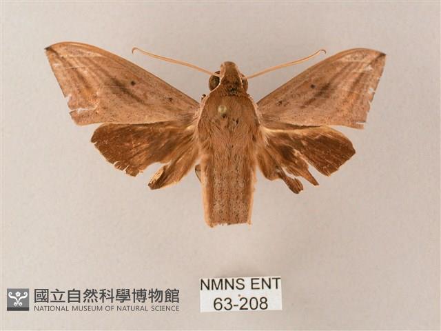 直翅斜紋天蛾藏品圖，第1張