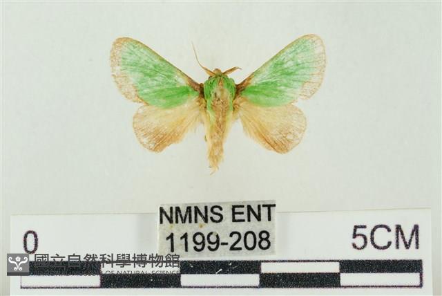 素木綠刺蛾藏品圖，第1張
